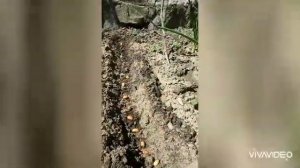 Особенности арахиса .Посадка арахиса в открытый грунт .Выращивание арахиса в саду