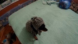 Жилет для собаки из ализе пуффи