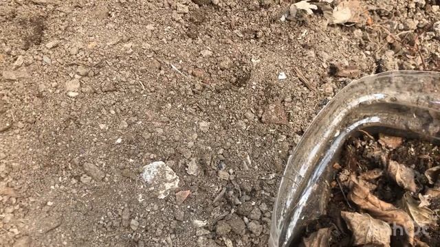 Как сохраняю черенки в прикопе, в теплице/Сегодня открыла/