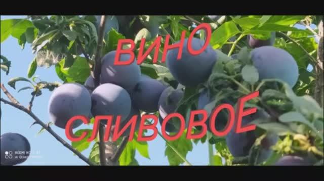 ВИНО ИЗ СЛИВ! ПРОСТОЙ СПОСОБ!