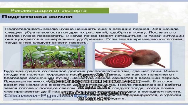 Что посадить на грядку после свеклы. Что посадить на грядку после свеклы