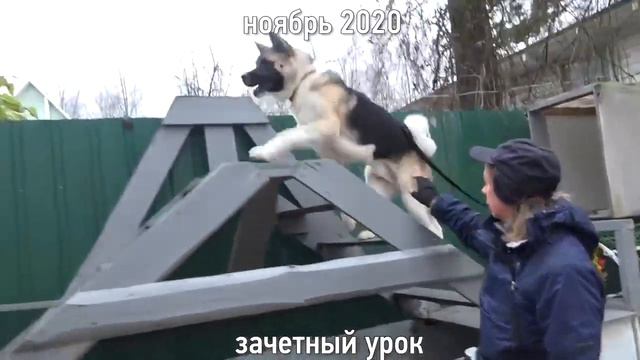 Догтренинг 534. Зачетный урок американской акиты Рэма смотреть онлайн