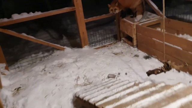 Ли Сяо / Alice the Fox Алиса Лиса (Любимые игры Арчи) смотреть онлайн