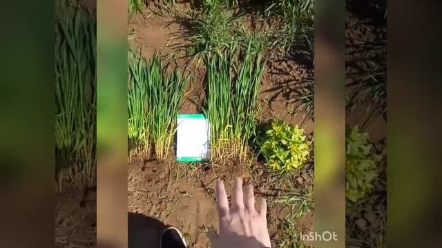 Pseudomonas с 2,4-Д на озимой пшенице