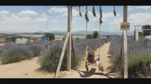 лавандовые сады