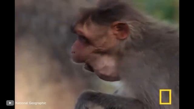 Невероятно Странное Поведение Животных, Которое не Могут Объяснить Ученые