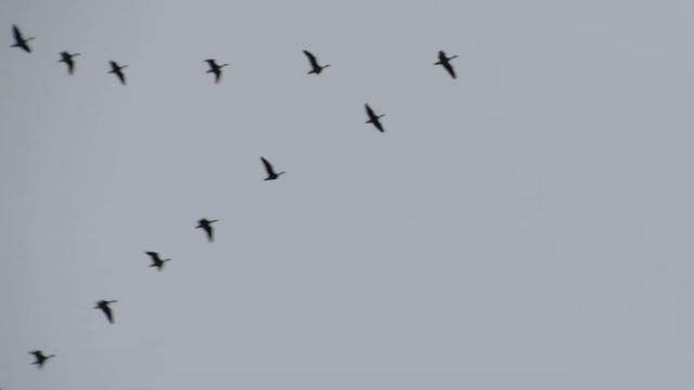 Утки полетели на юг. Ducks flew to the south. смотреть онлайн