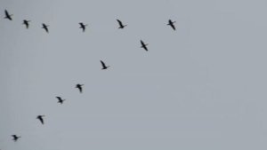 Утки полетели на юг. Ducks flew to the south.