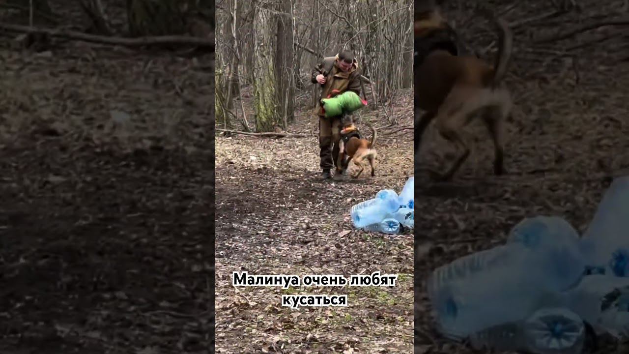 Малинуа очень любят кусаться! #малинуа #собака #бельгийскаяовчарка #зкс