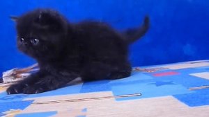 Сколько стоит кот экзот черный