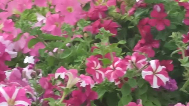 Красивая клумба на даче своими руками. Август. Итоги
