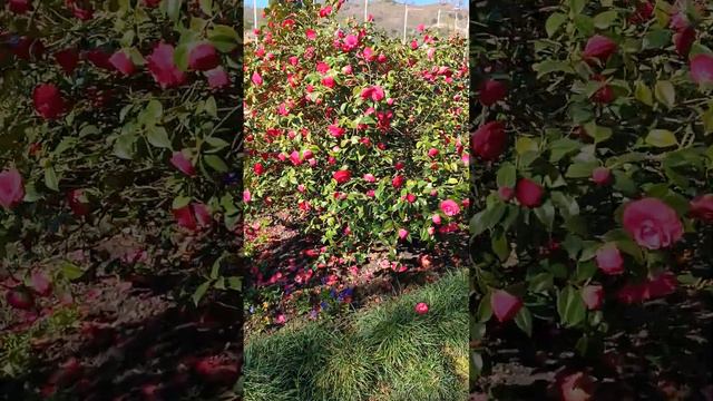 Аэропорт Сочи. #камелия смотреть онлайн