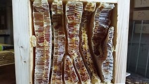 Какие бывают межцентровые расстояния в диких сотах?