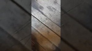 видео ответ вес ободрыша л-163