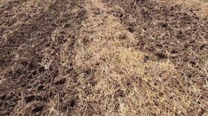 ? Дискуем пшеницу ? Заросло сорняками .  МТЗ 892 ?