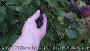 БЖЕЗИНА ежевика раннего срока созревания
