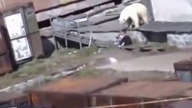 Медведи атакуют. Белый медведь чуть не съел женщину . смотреть онлайн