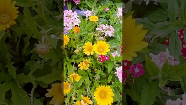 Цветник с календулой.??