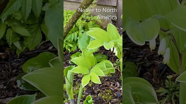 Solomon's Seal (Polygonatum Odoratum) In Blooms - May 11