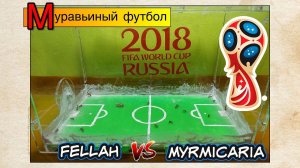 Муравьиный футбол ● Fellah VS Myrmicaria ● ANTS FIFA 2018