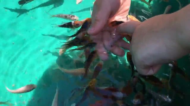 Маленькие рыбки смотреть онлайн