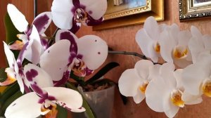 обзор белых орхидей. 4 лебёдушки🦢🦢🦢🦢.....