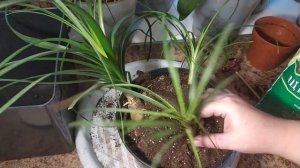 Нолина,Бокарнея или Слоновья нога