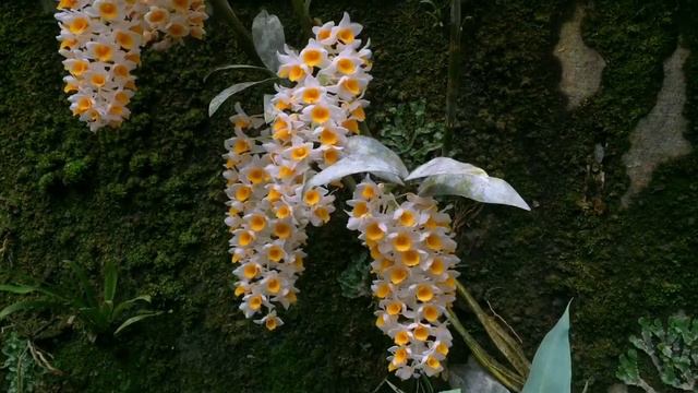 Dendrobium thyrsiflorum смотреть онлайн