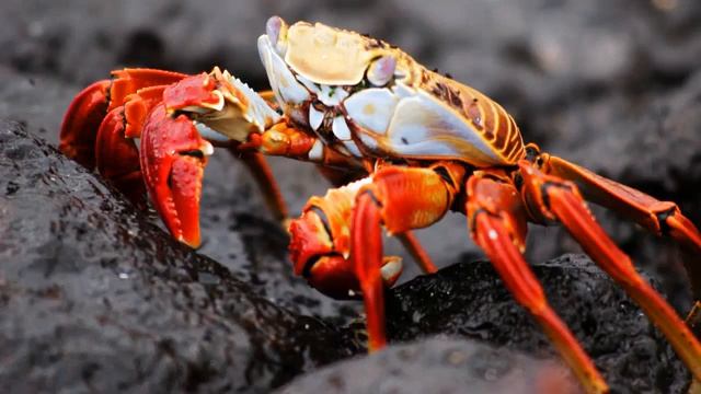 Пападжи - 14. Истина есть. смотреть онлайн