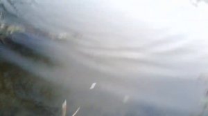 Рибаки 80 lvl, щука 2,040 кг