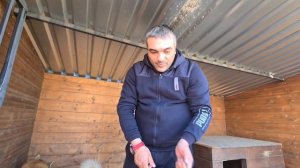 Пёс Граф бежит за кашей