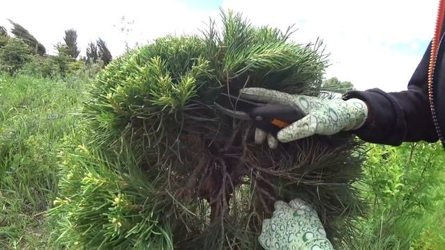 НИВАКИ "КУКЛА" - СОСНА ОБЫКНОВЕННАЯ 10 ЛЕТ!!! смотреть онлайн