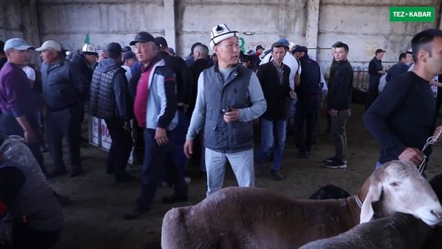 КОЧКОРЛОР ЯРМАРКАСЫ катуу кызыды  ~  Арашан, Гисар, Афган койлору келди