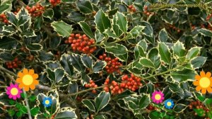 Падуб остролистный Аргентиа Маргината. Краткий обзор, описание ilex aquifolium Argentea Marginata