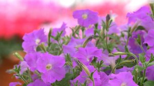 Petunia Flash Forward Lavender in 360° view