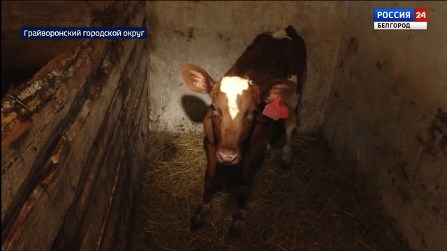 Господдержка помогла грайворонской семье расширить своё подворье смотреть онлайн