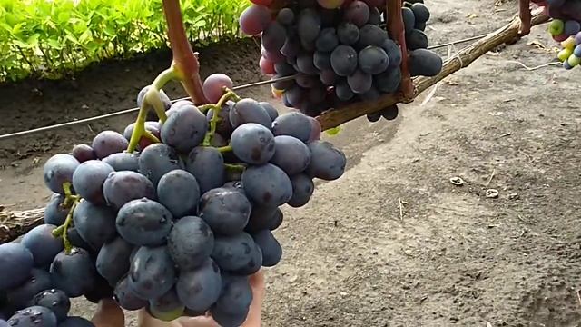 ТРЕСК ВИНОГРАДА ФУРШЕТНЫЙ ПОСЛЕ ДОЖДЕЙ? 21.08.21.