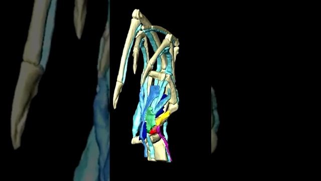 Жители боятся произносить его имя #природа #интересное #животные #познавательно #удивительное смотреть онлайн