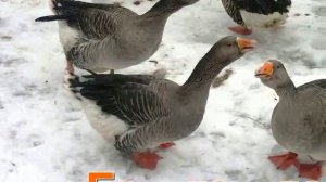 Гуси - Лгоритмика