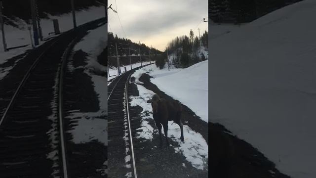жесть, ржд на севере прямо под поезд смотреть онлайн