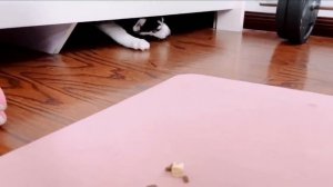 Приколы с животными ,юмор