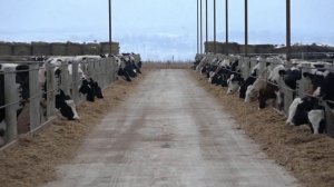 Откормочная площадка СП Урожай в с  Султанмуратово Аургазинского района