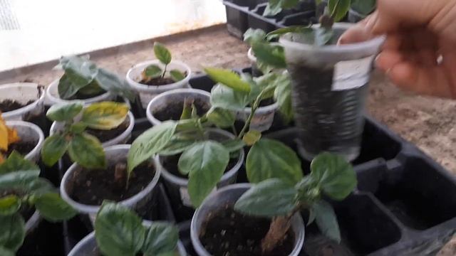 Обрезаю, формирую, пересаживаю ГИБИСКУСЫ. ?осенью! смотреть онлайн