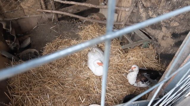 Вопреки санкцииям коллективного запада! Я живу богато смотреть онлайн