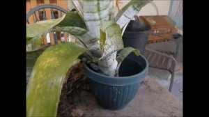 Dividing a large clump of Aechmea Fasciata Bromeliad.....and Potting