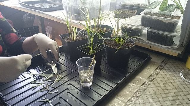 Циперус вариегатный, размножение смотреть онлайн