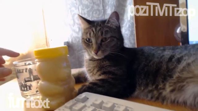 котик балдеет! cat stoned! Well, look at my cat! смотреть онлайн