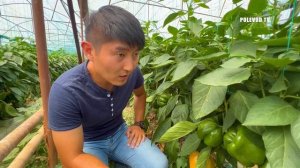 "СПРИНГБОК" - ВСЕМ ПЕРЦАМ ПЕРЕЦ!