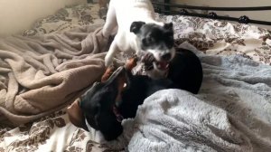 Джек Рассел против таксы 2