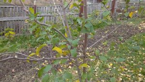 ЛЕЧЕНИЕ Старой Яблони . Подготовка сада к зиме .